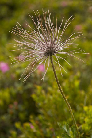 floare_2