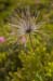 floare_2