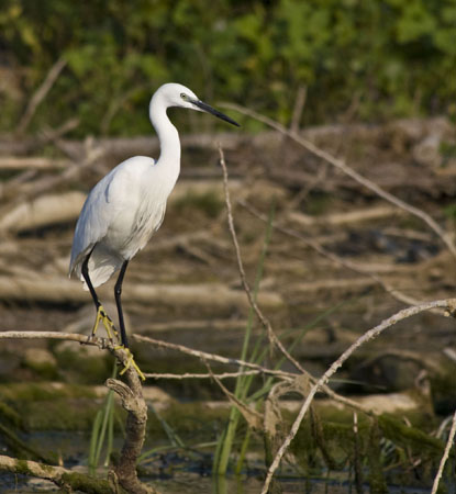 bird_1