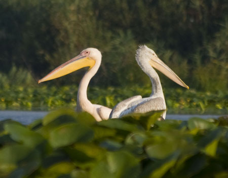 bird_11