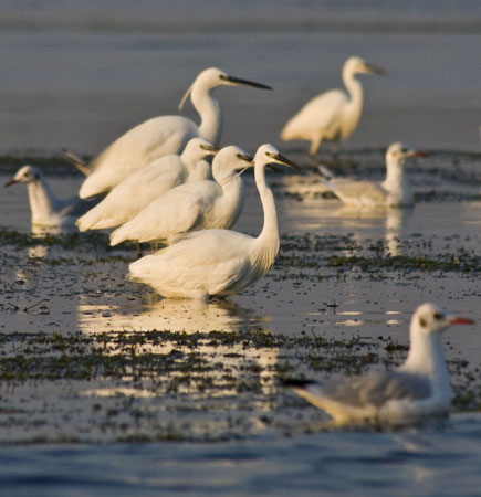 bird_32