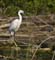 bird_1