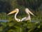 bird_11