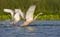 bird_12