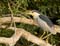 bird_23