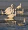 bird_32